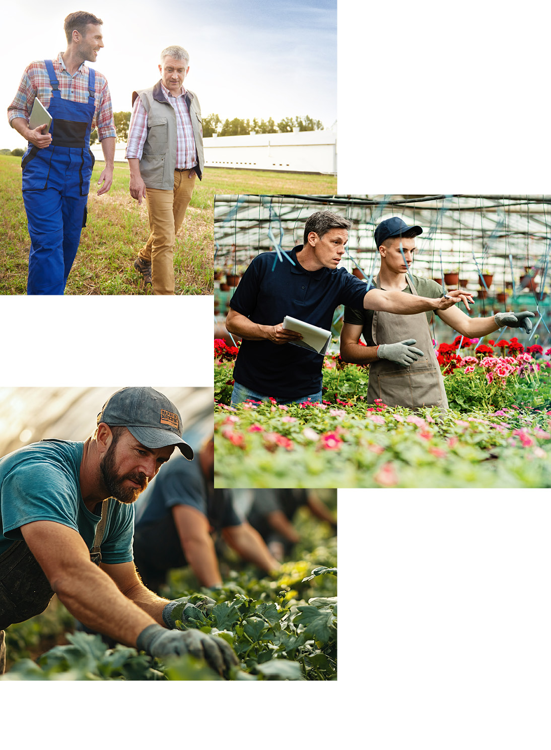 Agriculture & Forestry - Labour Hire
